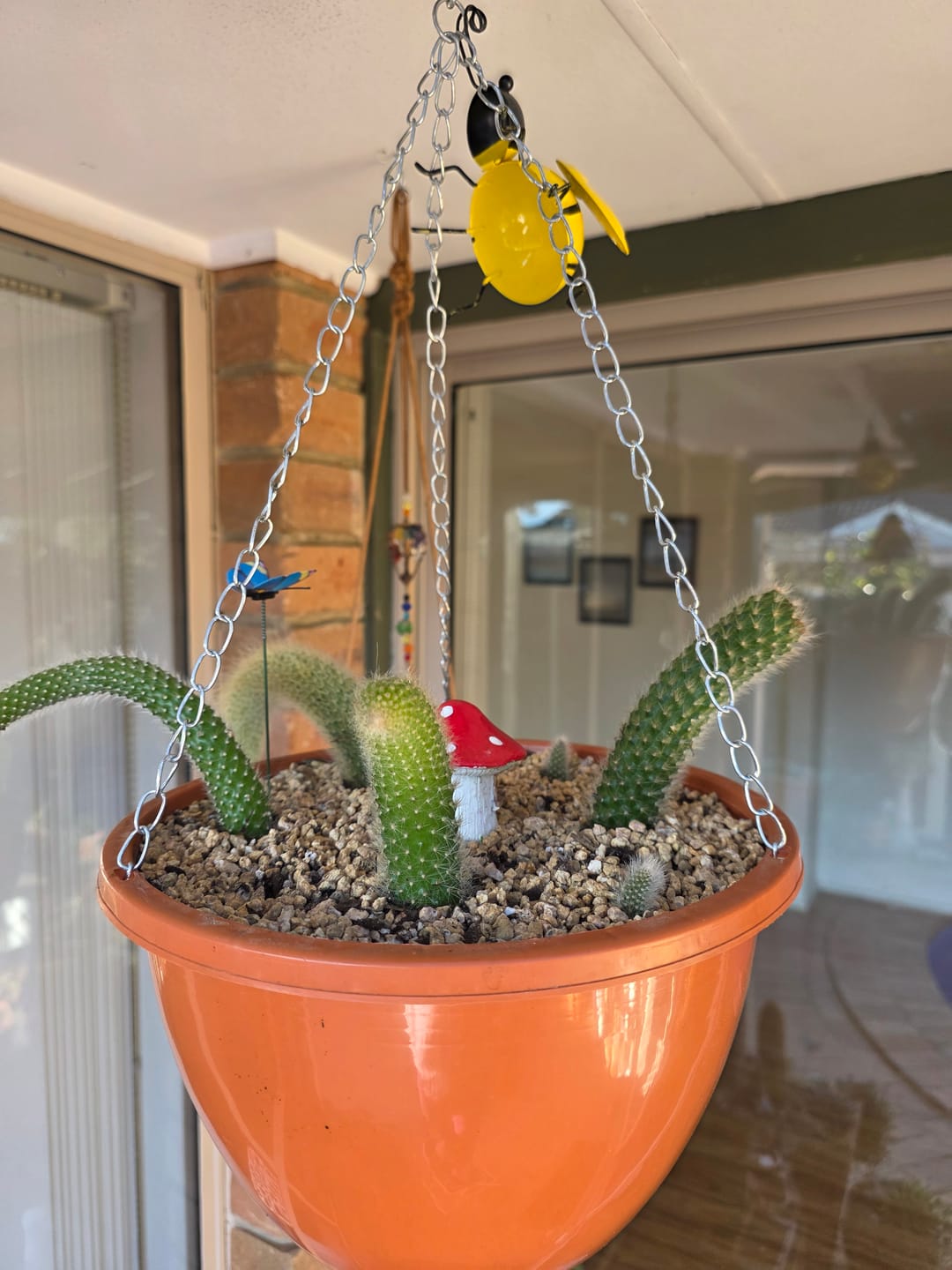 Customer photo review of Monkey Tail Cactus
