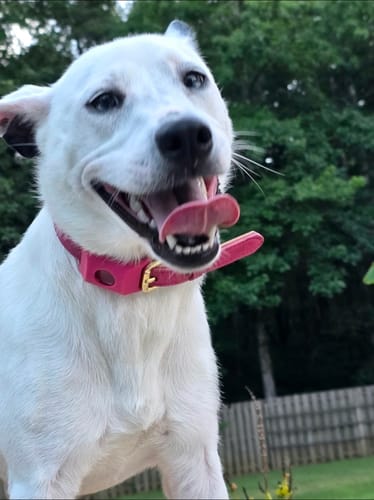 Customer photo review of FurLife™ - 12 Months Flea and Tick Tags for Dogs