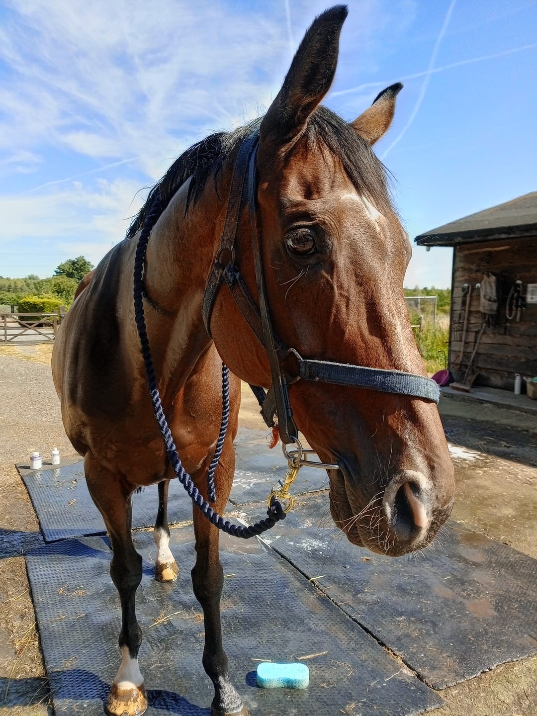 Customer photo review of Horse Shampoo