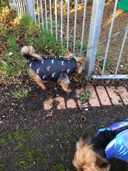 Customer photo review of PawCozy - Gevoerde Rits Hondenjas