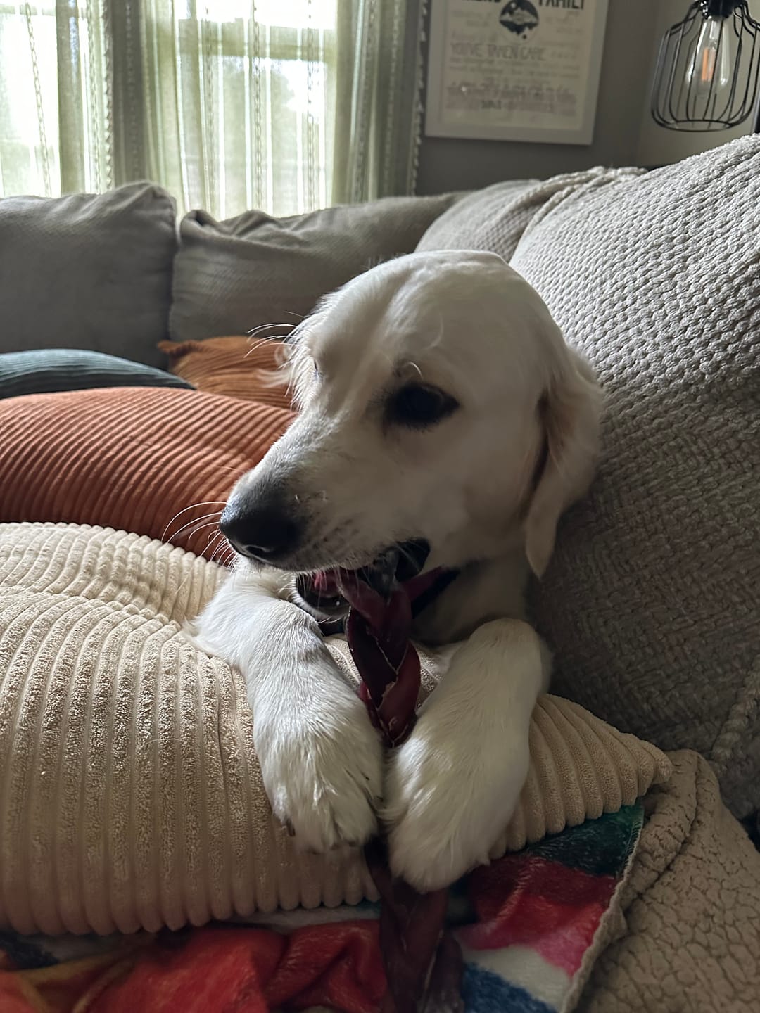 Customer photo review of 1 LB Chew Pack