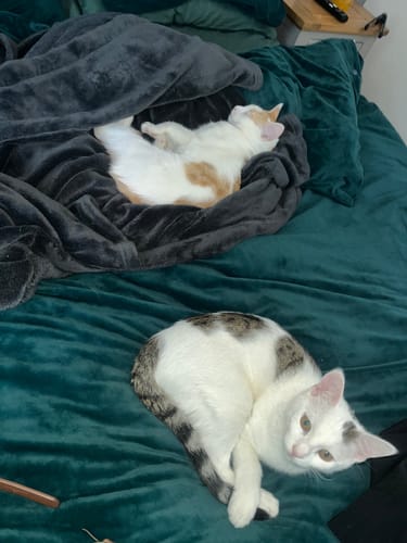 Customer photo review of 1 Month Supply – 3 Cat