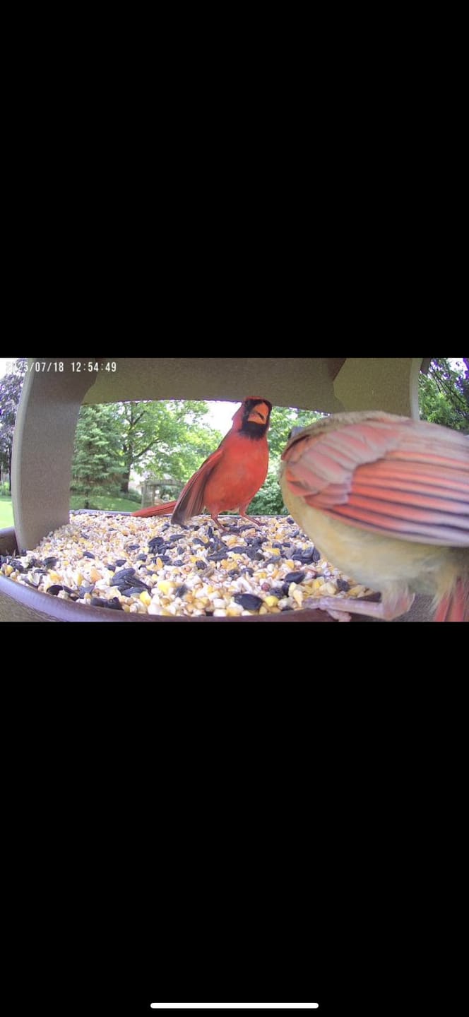 Customer photo review of Birdfy Cam - Bird Feeder Cam