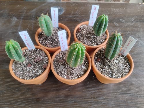 Customer photo review of Seedling Variety Packs | San Pedro Cactus Seedling Variety