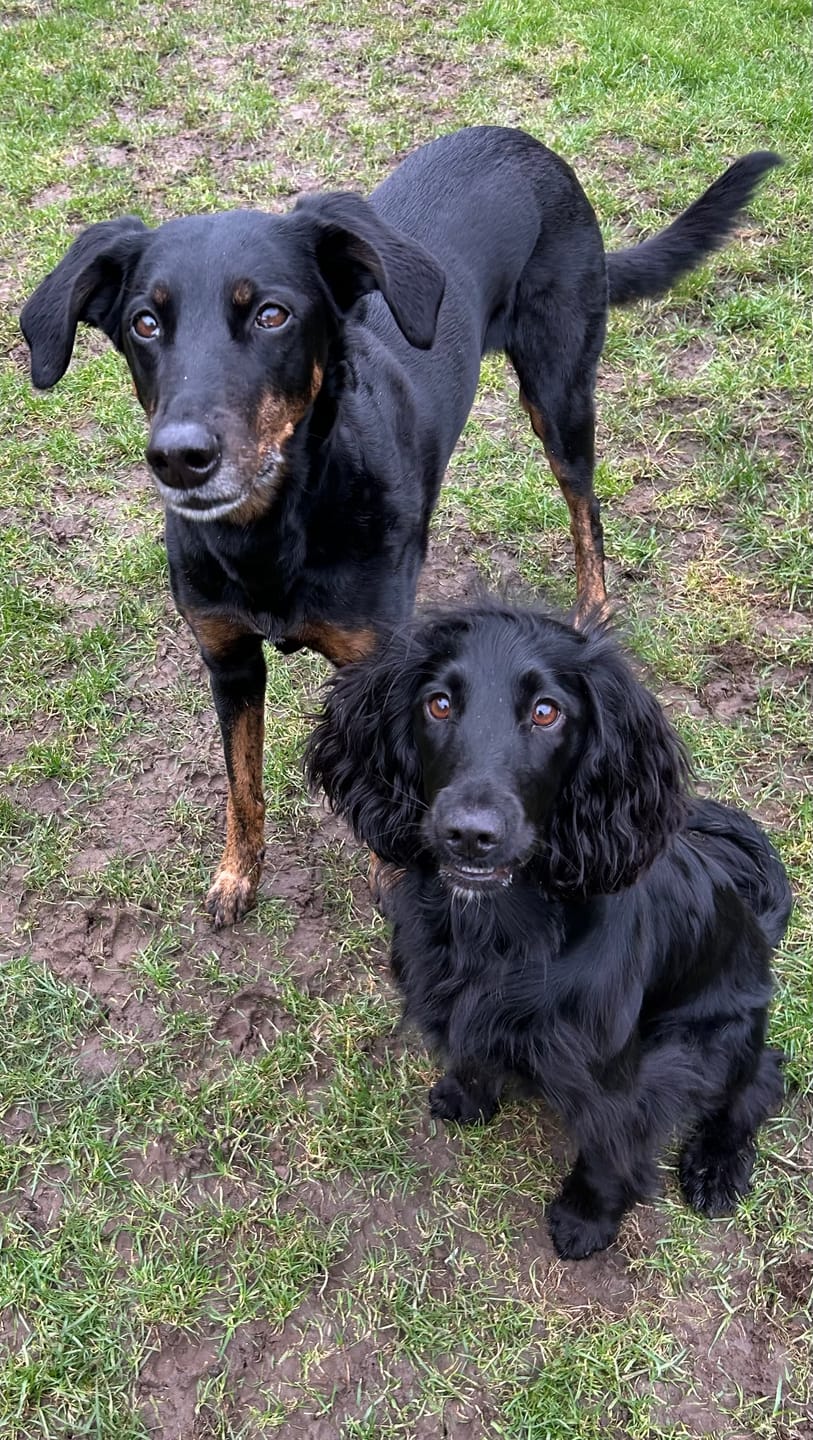 Customer photo review of Norwegian Salmon Oil For Dogs & Cats