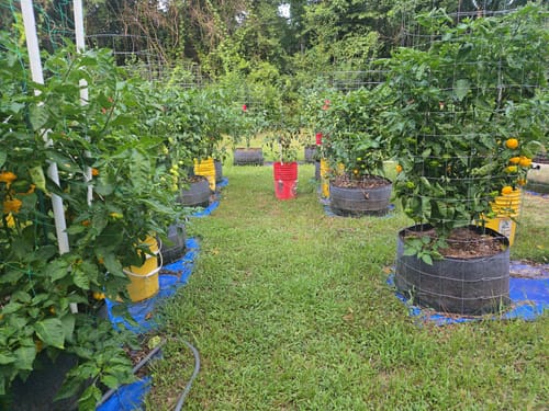 Customer photo review of Mango-Pineapple Gummies, 5mg THC + 25mg CBD