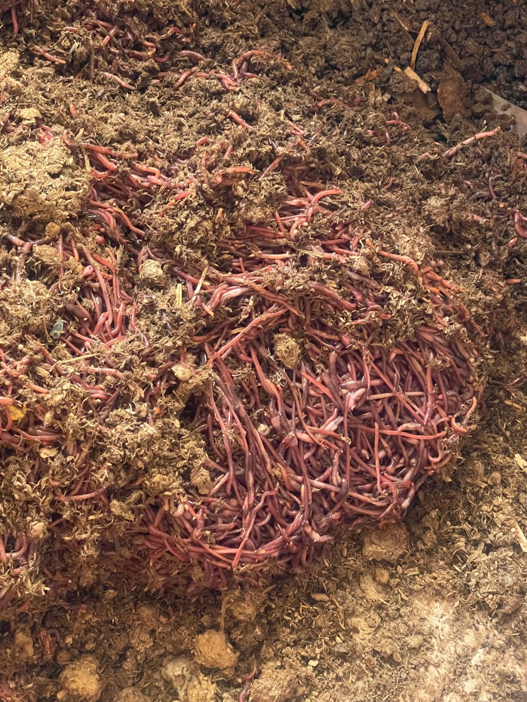 Customer photo review of Pure Red Wiggler Composting Worms