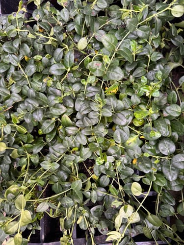 Customer photo review of Vinca Minor Bowles 50 count Flat