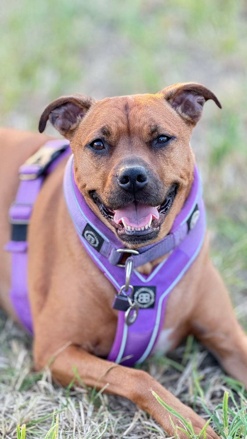 Customer photo review of Slip on Harness | Foam Padded - Purple