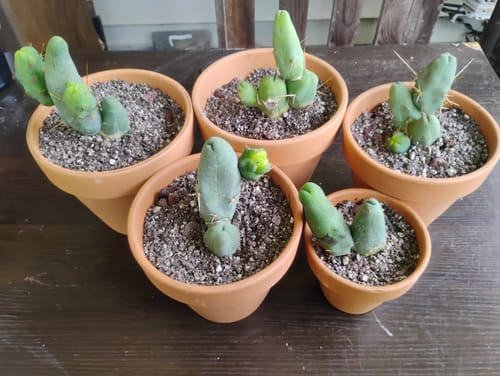 Customer photo review of Trichocereus Bridgesii Monstrose | Short Form | Type B | Penis Cactus
