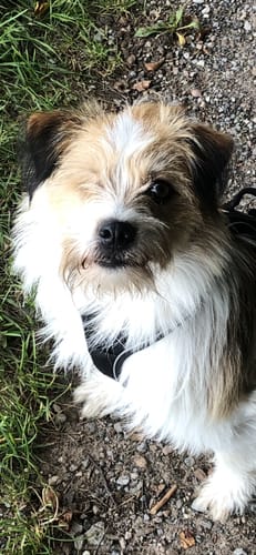 Customer photo review of Emmalove - Tierfreundliches Anti-Bell Halsband