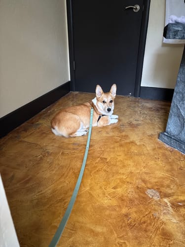 Customer photo review of Biothane Traffic Handle Dog Leash