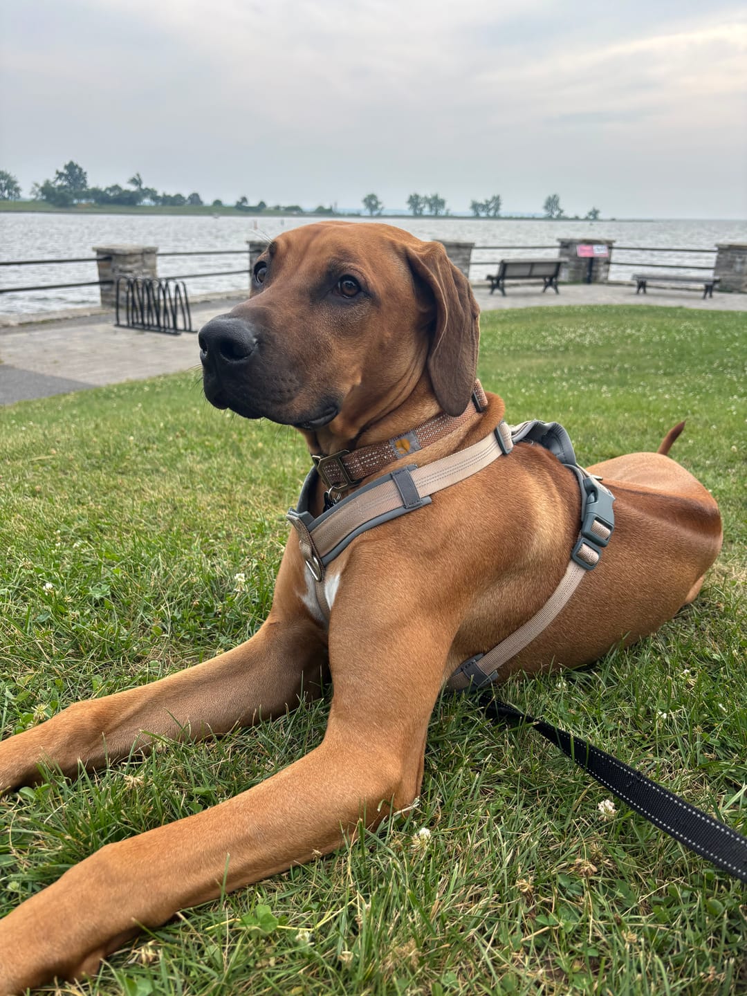Customer photo review of Mint Himalayan Yak Chew (MEDIUM)