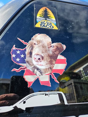 Customer photo review of Peeking photo – Personalized Car Sticker