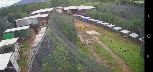 Customer photo review of Ecox 2.5% Oral