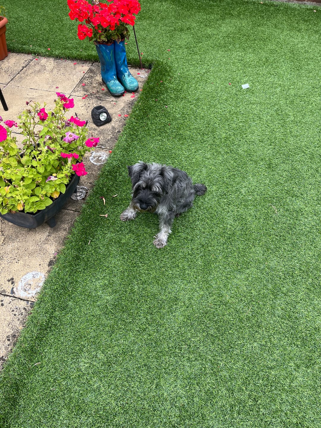 Customer photo review of Total Urinary Care Supplement For Dogs