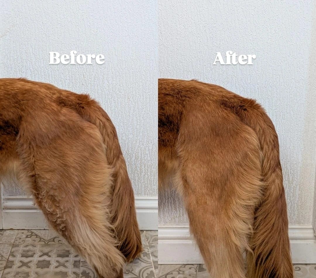 Customer photo review of Deshedding Brush for Dogs, Cats, Horses – Black
