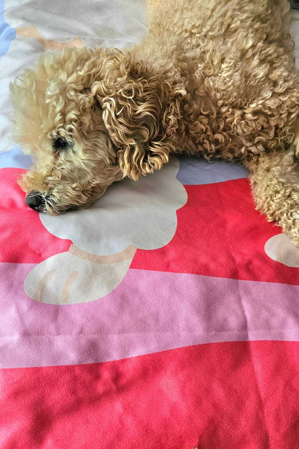 Customer photo review of The Beach Towel (160×80 cm) – leichtes, schnelltrocknendes Mikrofaser-Handtuch (Pudel Edition)