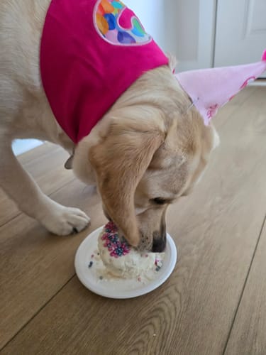 Customer photo review of Personalized Dog Party Pack