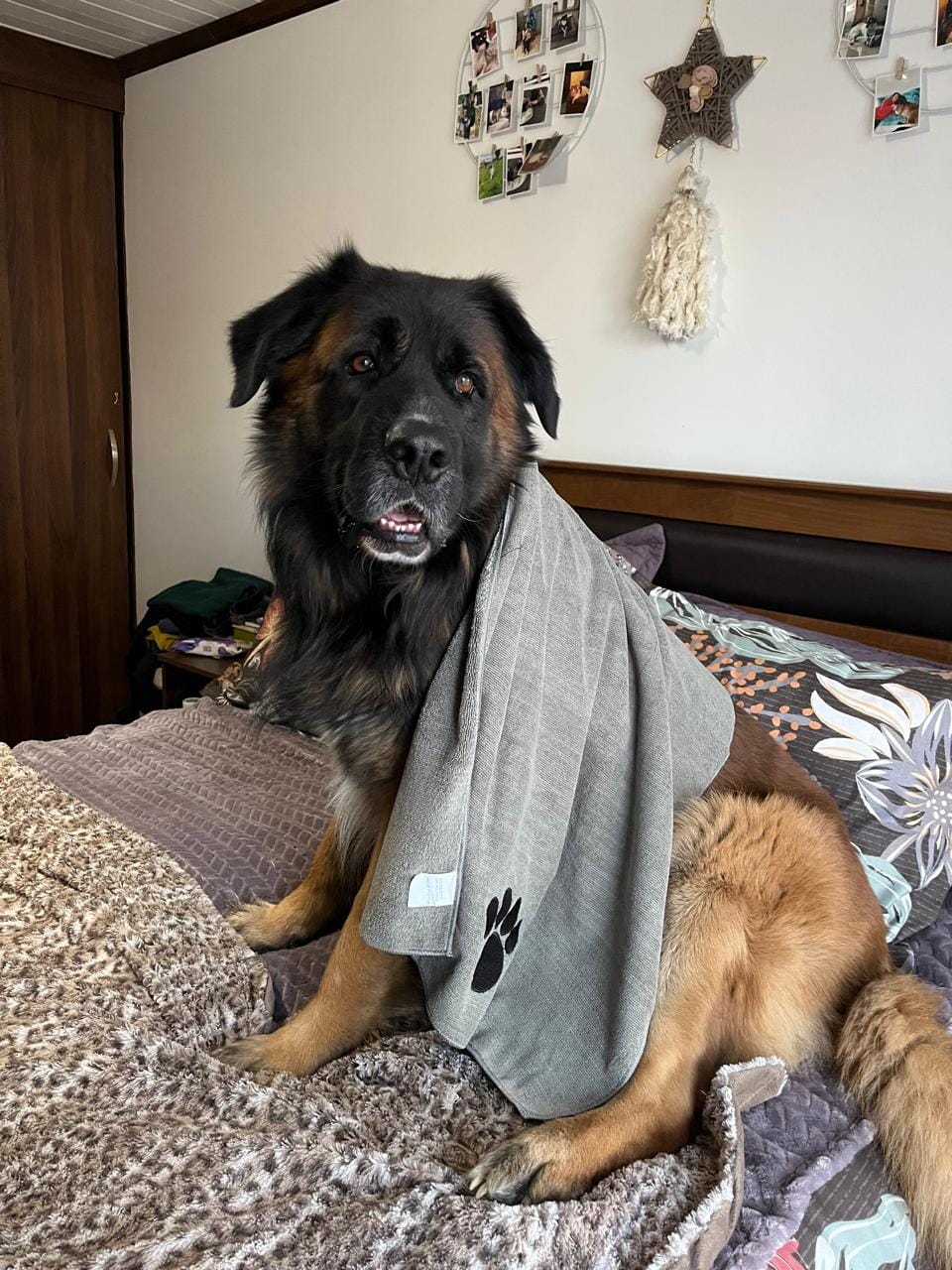 Customer photo review of Toalla de microfibra THE DOGS