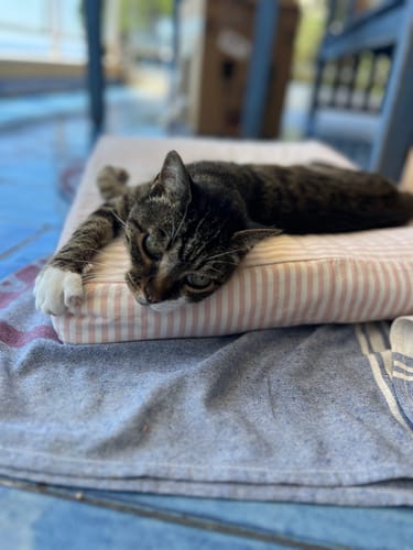 Customer photo review of Materassino Sfoderabile Cotone Righe Strette Rosa