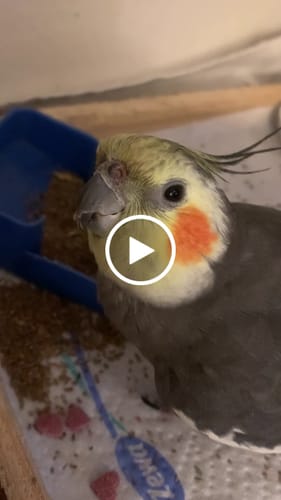 Customer video review of Fonio Paddy