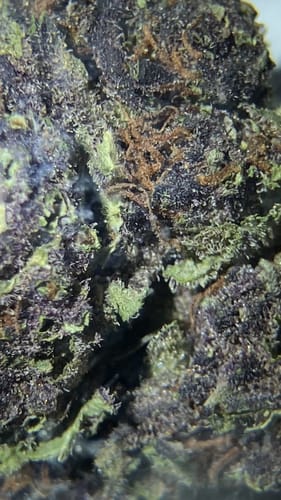 Customer photo review of Shipping Protection by Route