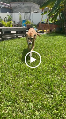 Customer video review of Petsmont Buddy Guard Small Dog