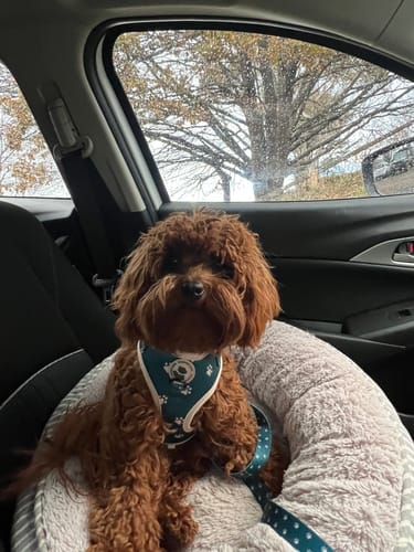 Customer photo review of Harness