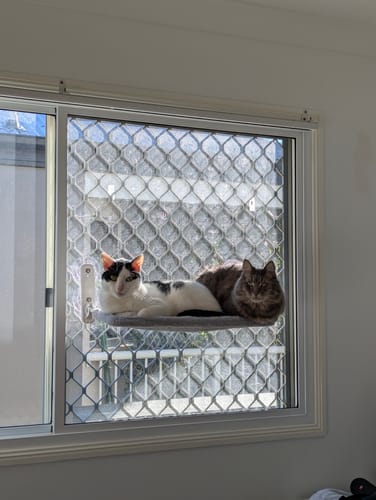 Customer photo review of Foldable Cat Window Hammock with Strong Suction Cups