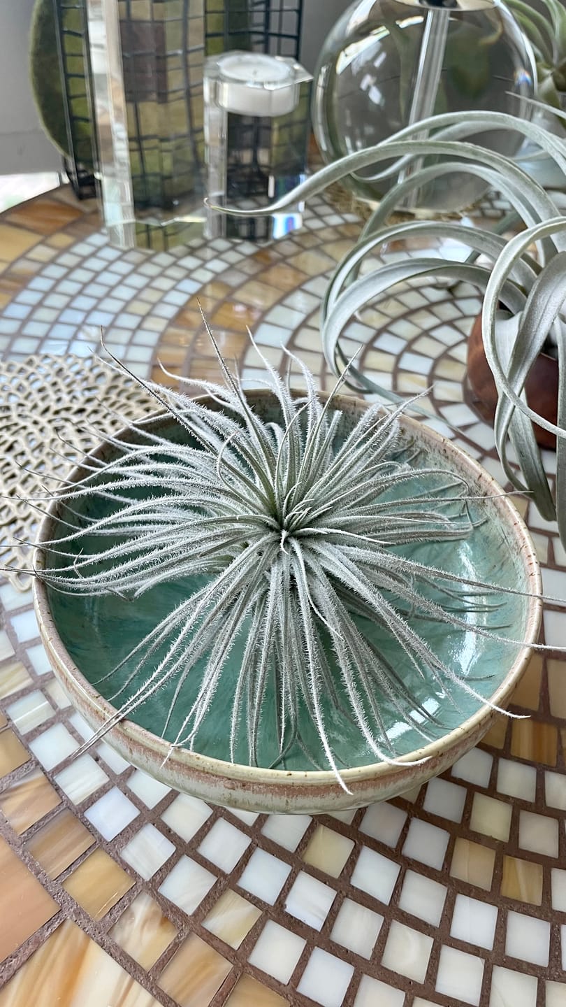 Customer photo review of Tectorum Ecuador  (AKA Snowball)