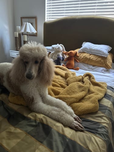 Customer photo review of SCOTT, LE TECKEL - GRAND