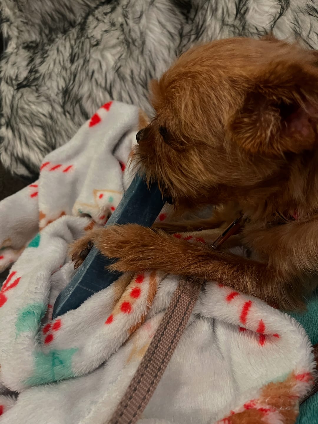 Customer photo review of Himalayan Yak Chew (MEDIUM)