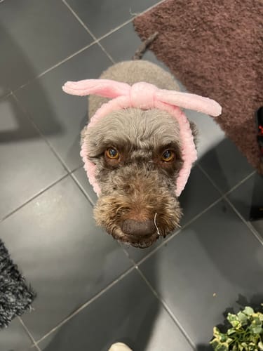 Customer photo review of Kaladé Headband (6 colours)