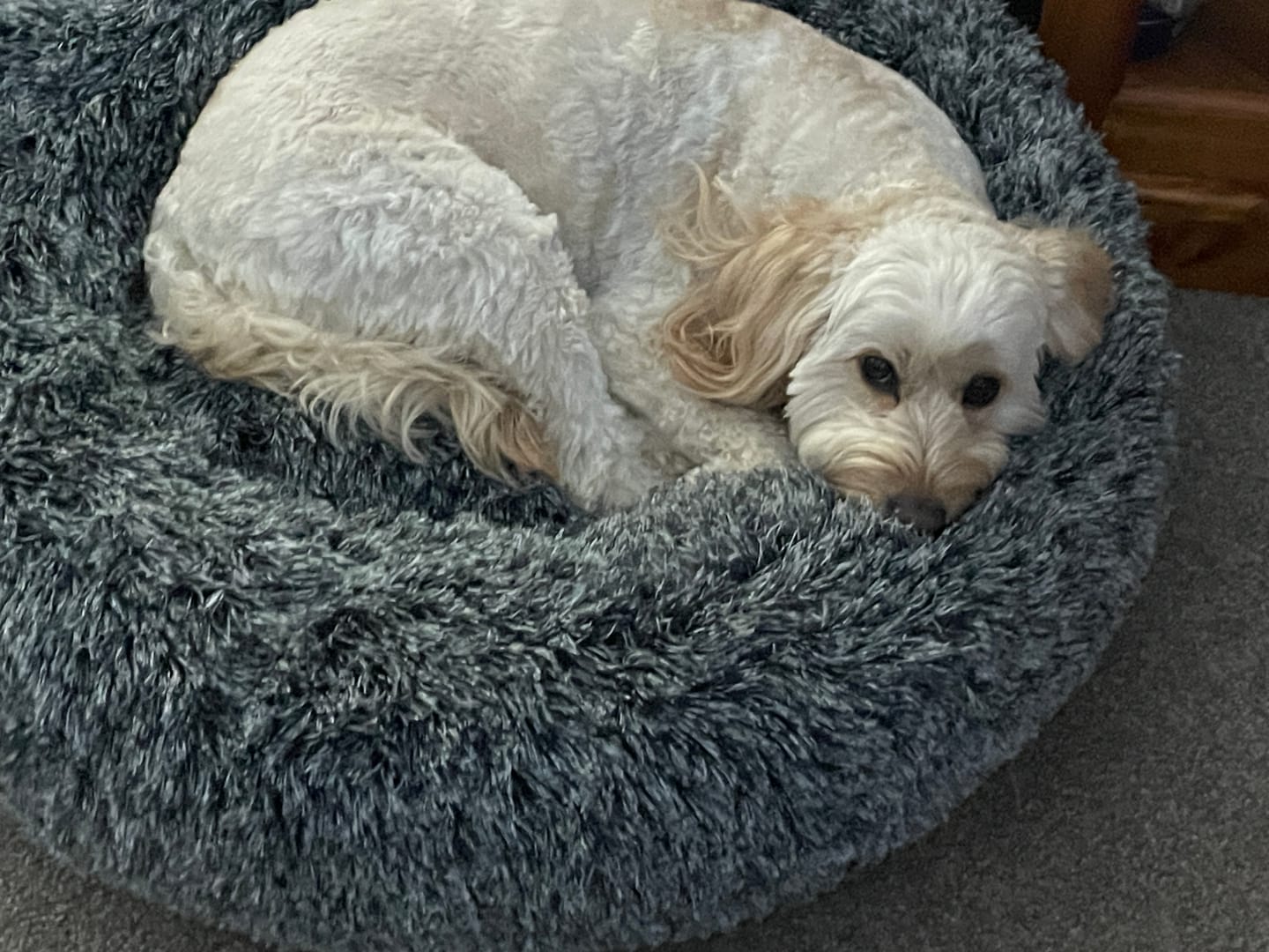 Customer photo review of PaWz Premium Calming Pet Bed with Removable Cover