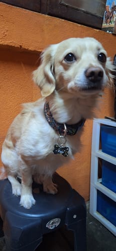 Customer photo review of Collar personalizado para Mascota: Alebrije