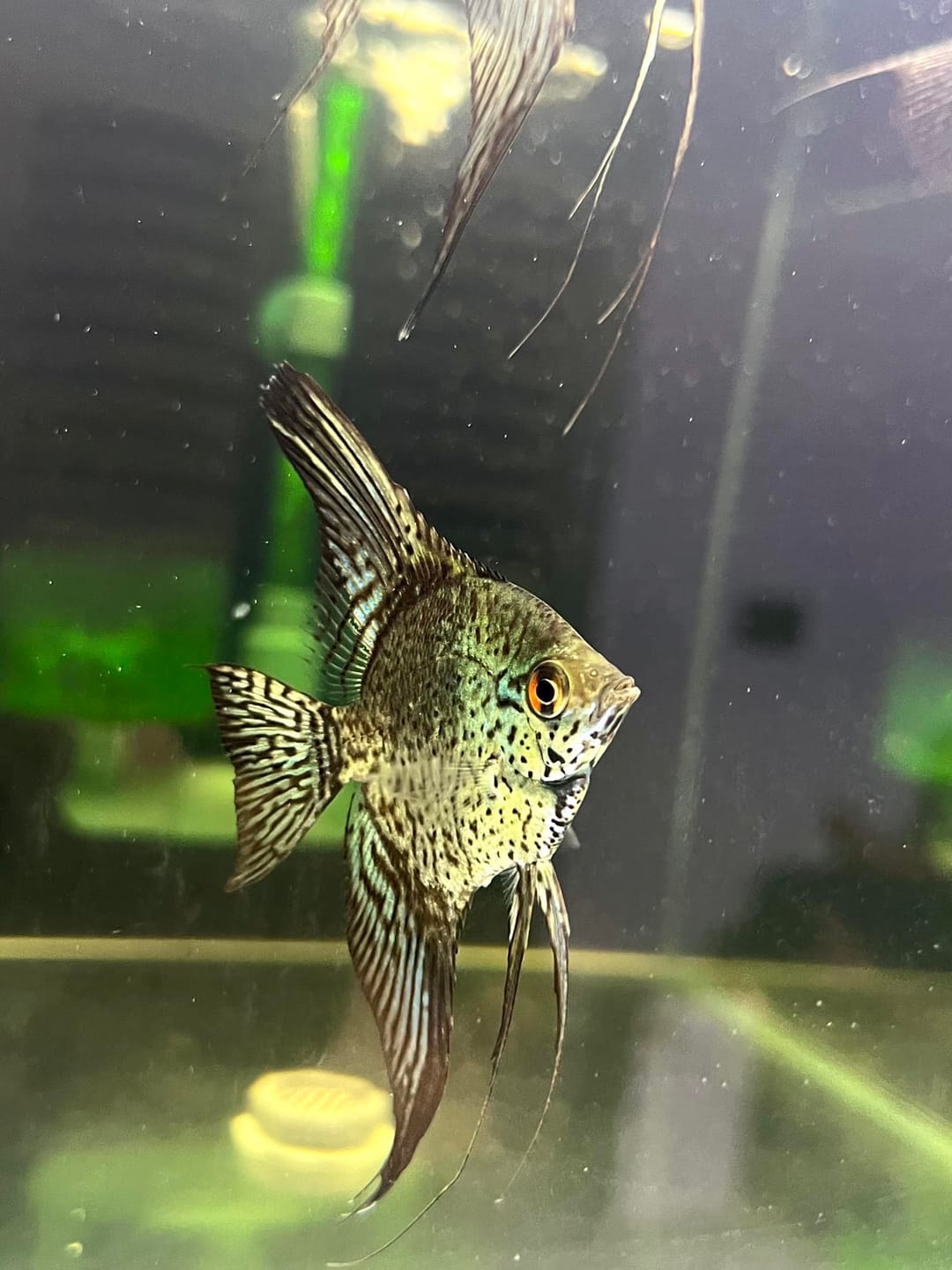 Customer photo review of Leopard Angelfish