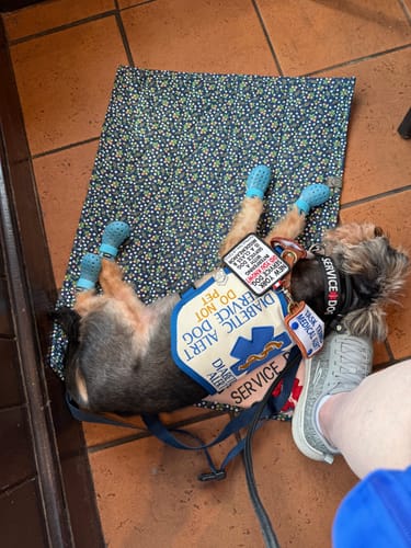 Customer photo review of WagWellies® Mojave