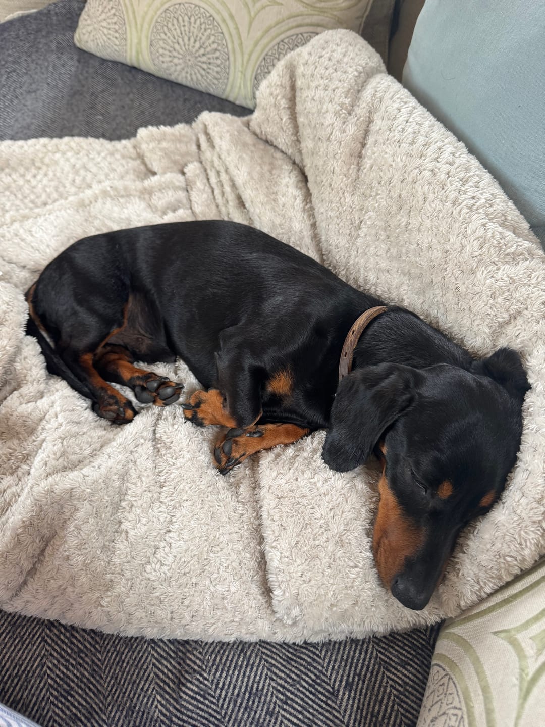 Customer photo review of Dog Duo Pack