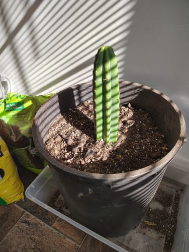 Customer photo review of San Pedro Cactus | Trichocereus (Echinopsis) Pachanoi
