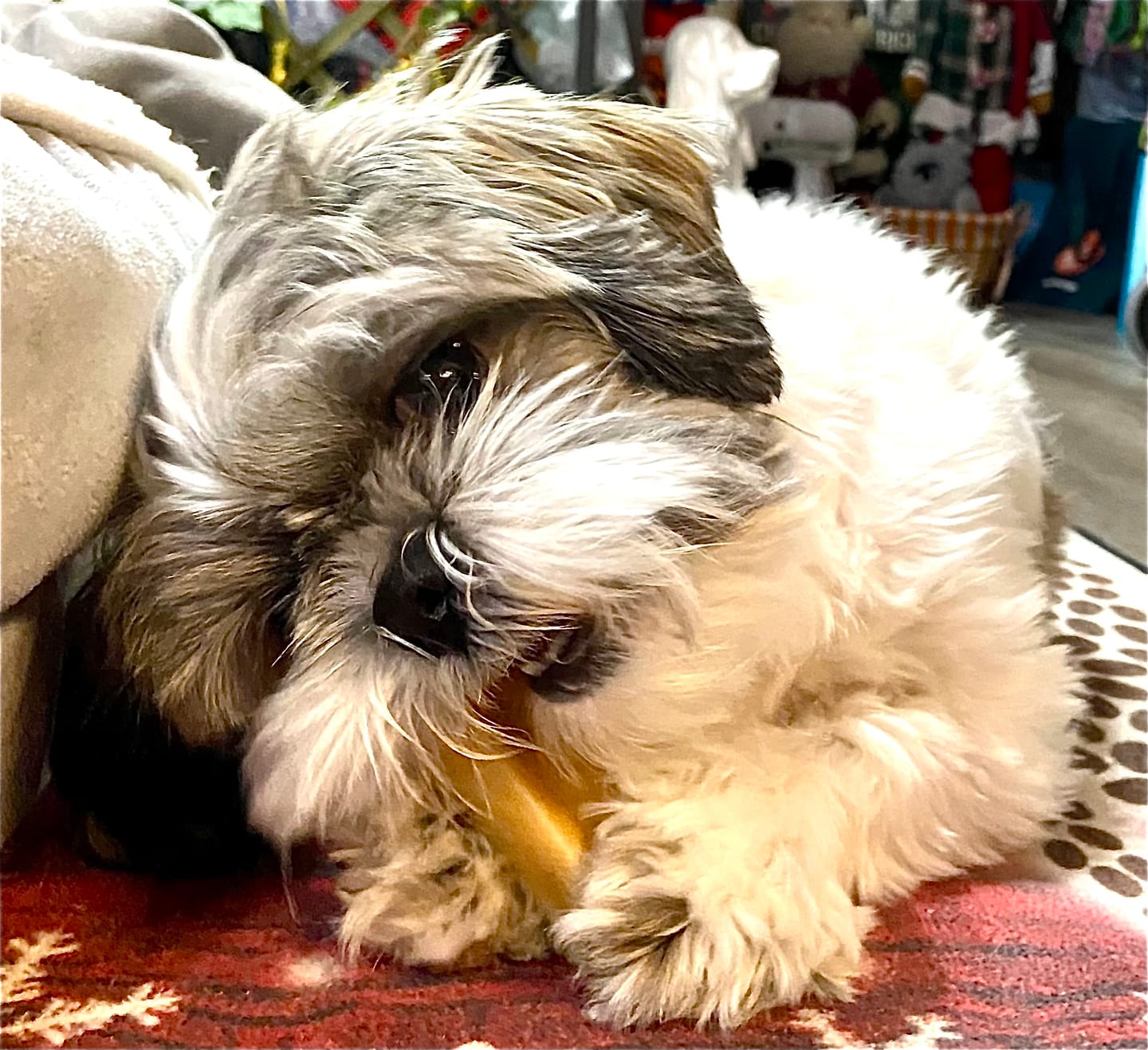 Customer photo review of Himalayan Yak Chew (SMALL)