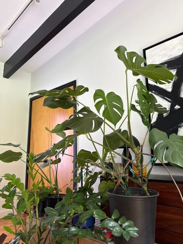 Customer photo review of Fungus Gnat Death Drops