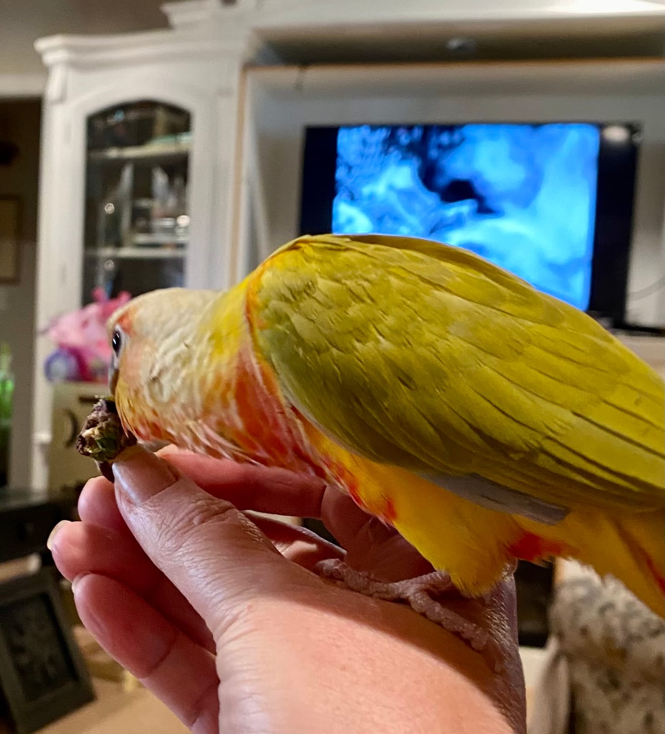 Customer photo review of Bird Bites Freeze Dried Chop - Daily Fruits & Veggies, 5 Flavors to Choose From