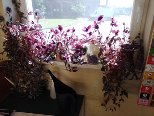 Customer photo review of Wild Voyager