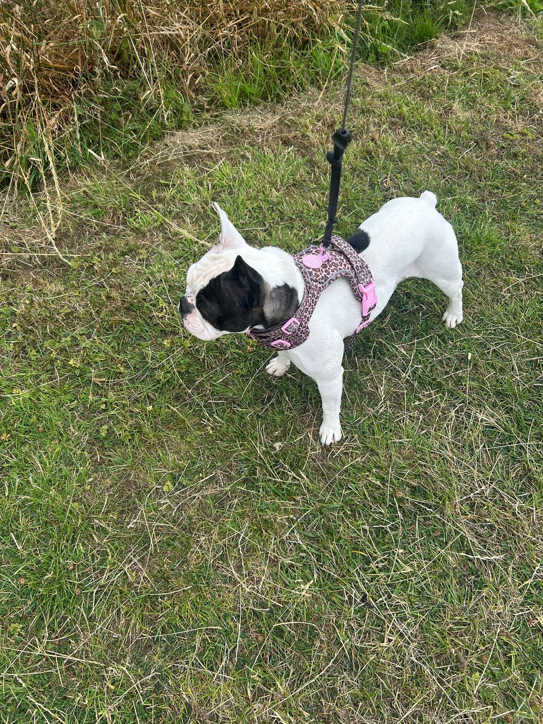 Customer photo review of Tough Trails™ Harness -  Leopard Print
