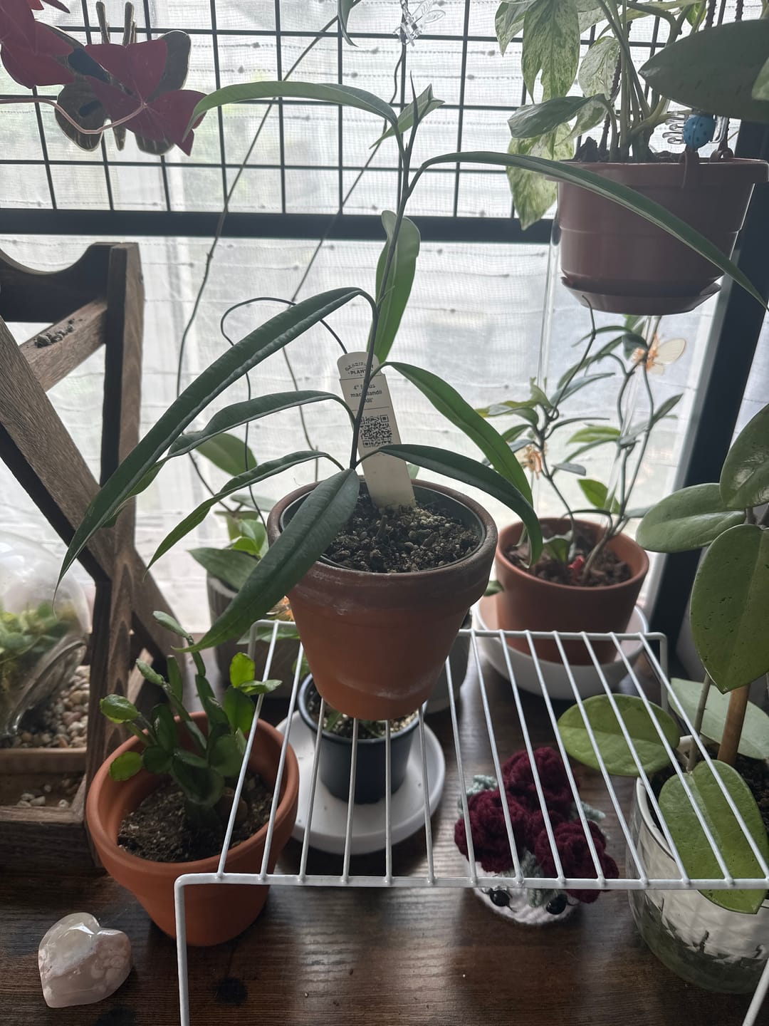 Customer photo review of Ficus maclellandii 'Alii'