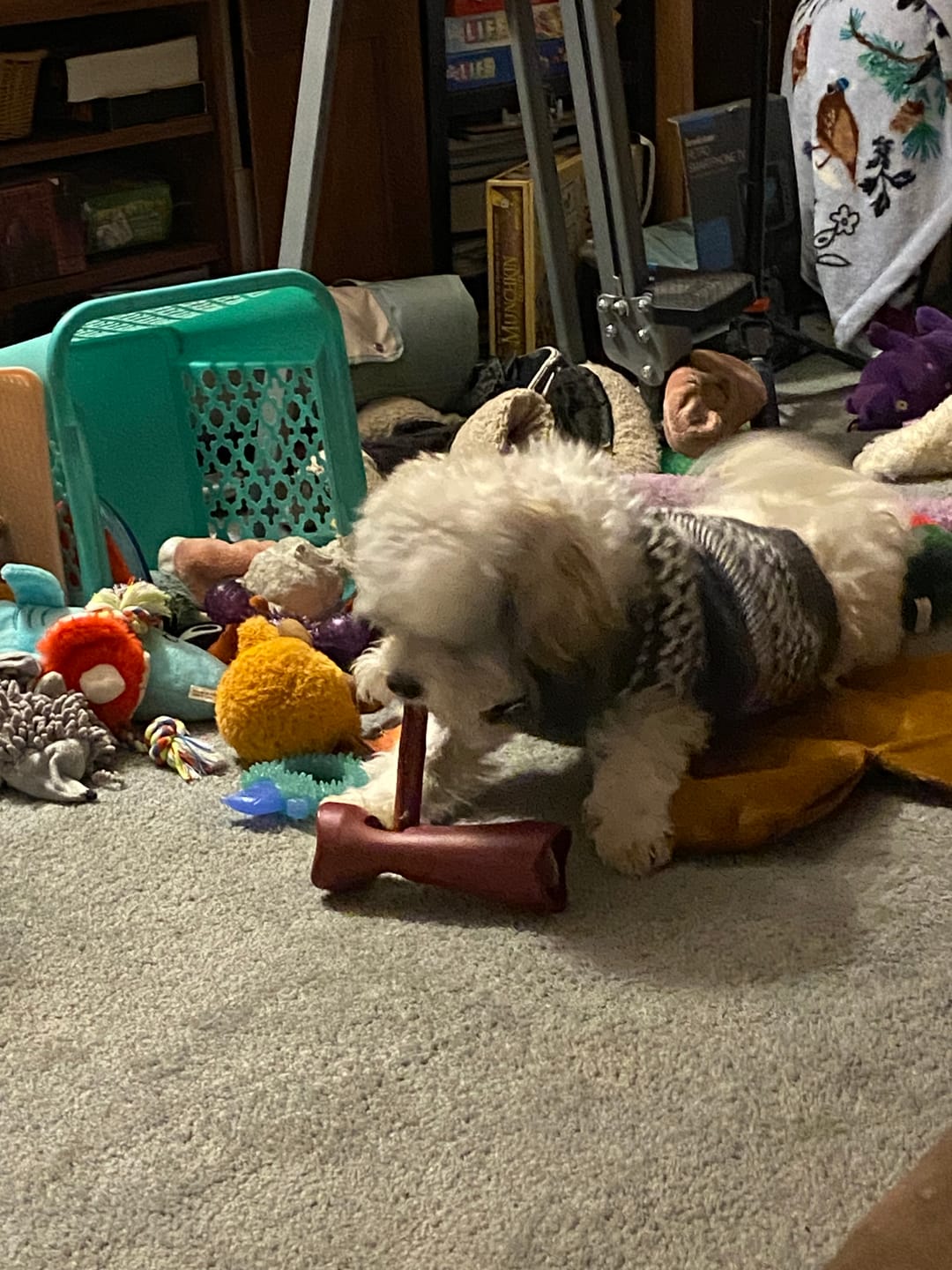 Customer photo review of 6 Inch Jumbo Bully Stick