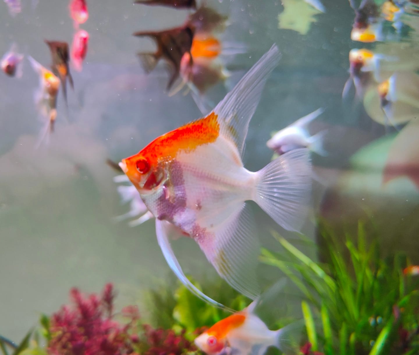 Customer photo review of Koi Albino Red Cap Angelfish