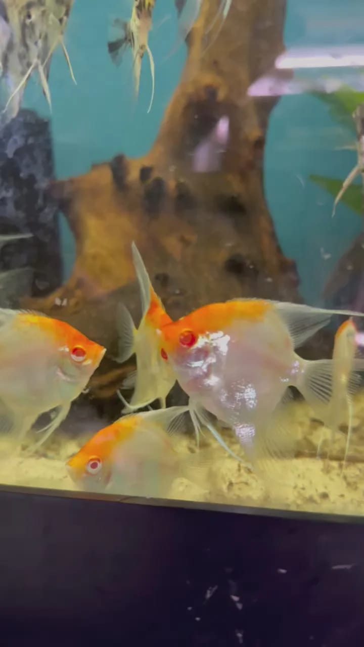 Customer photo review of Koi Albino Red Cap Angelfish