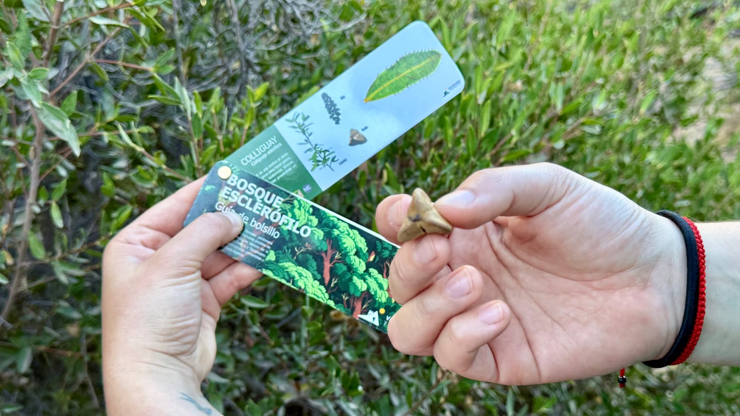 Customer photo review of Robles del sur del mundo - Guía de identificación del género Nothofagus en Chile